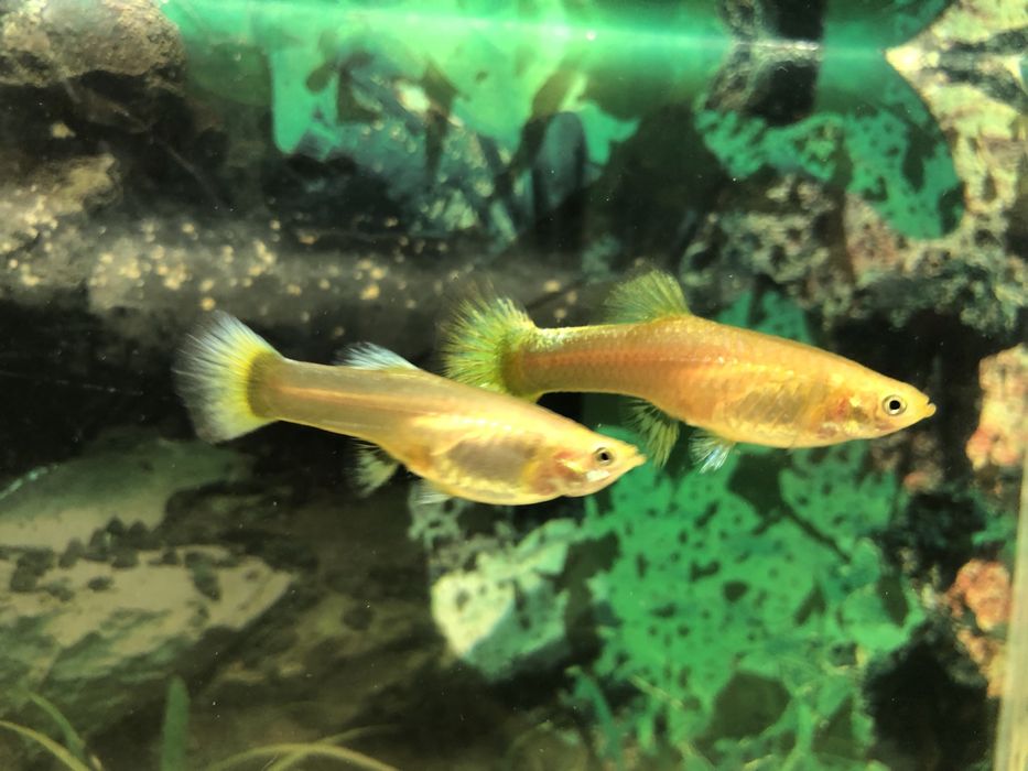 Продам Рыбок