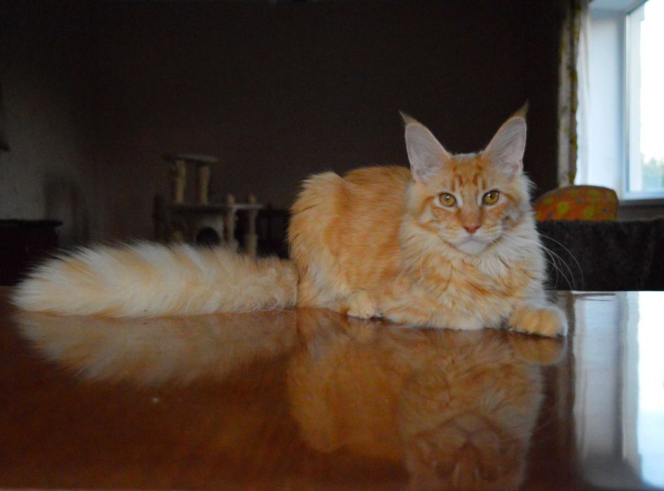 мальчик Maine Coon из именитого киевского питомника Bartalameo*UA