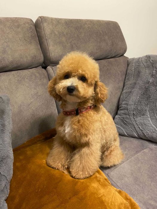 Bichpoo, Bichon Frise/Pudel TOY. SUCZKA, oboje rodzice FCI.