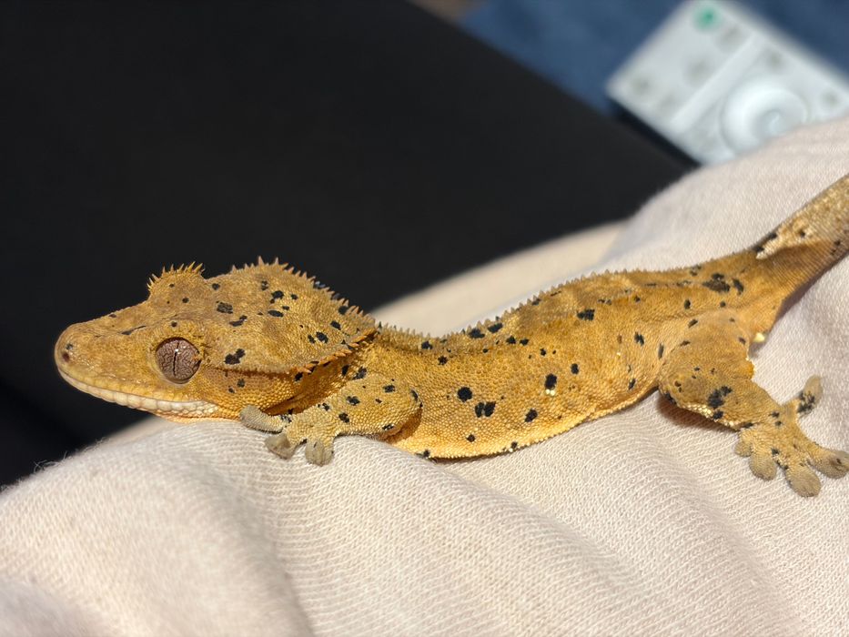 Gekon orzęsiony z terrarium
