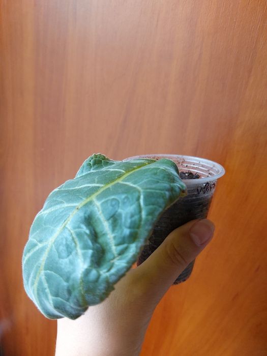 Глоксинія укорінені листки