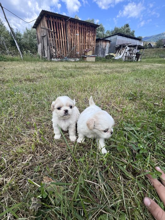 Продам пікінеси