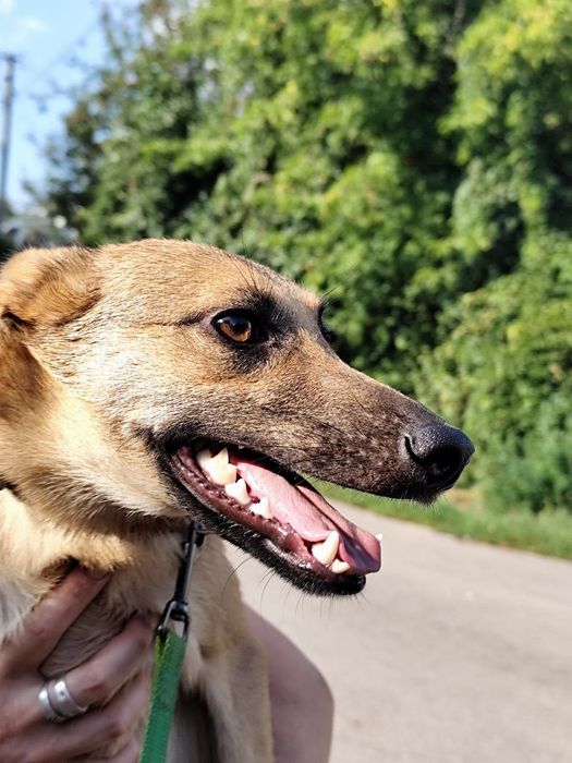 Цуценята в добрі руки.