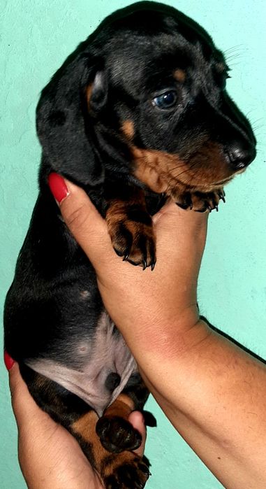 Продам чудо-таксунів!Суми