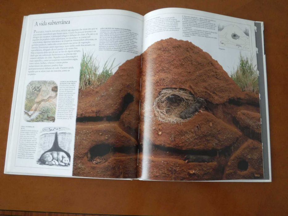 Enciclopédia Visual Mamíferos Verbo