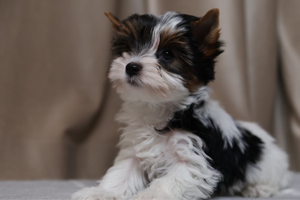 Міні дівчинка бівер йорк