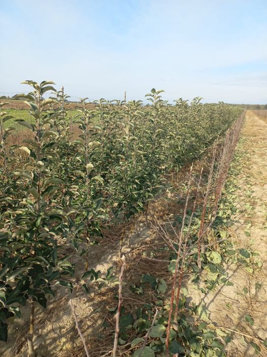 Drzewka owocowe - jabłonie