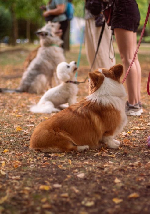 Кінолог онлайн, дрессерування