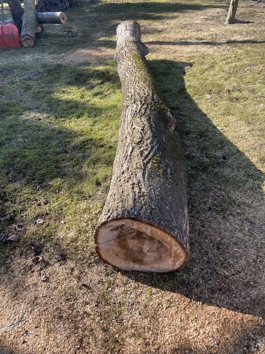 Pień orzech włoski drewno 4 odcinki