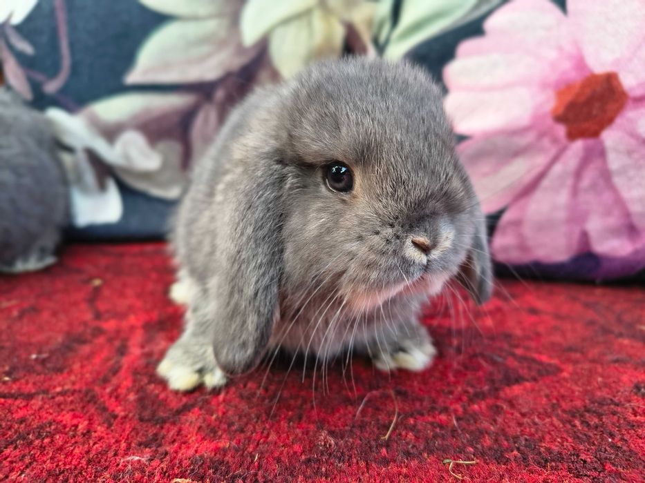 Karzełek baranek perłowy samiec samiczka mini lop