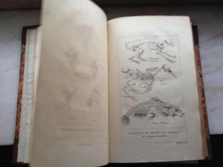História Natural dos Animais - Cuvier
