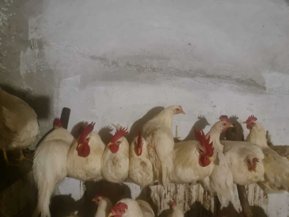 leghorn jaja lęgowe