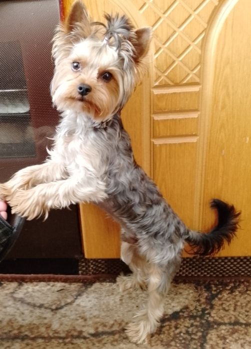 В'язка йоркширського тер'єру