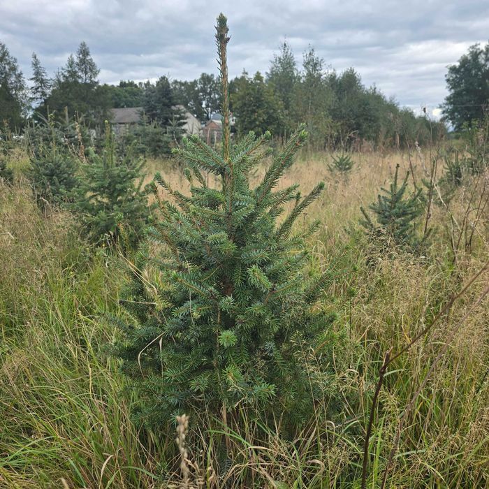 Choinki, świerk srebrny, serbski
