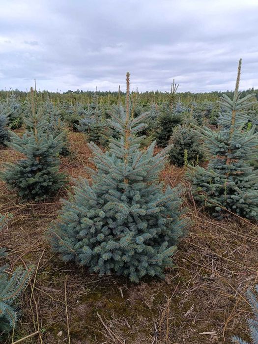 Choinki / Świerk srebrny / Świerk pospolity
