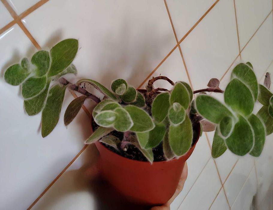 Традесканція силламонтана Tradescantia sillamontana