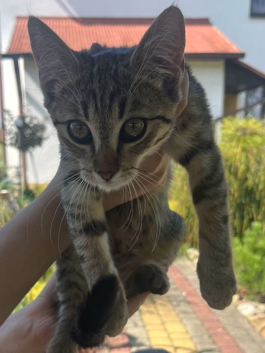 Kotek do oddania