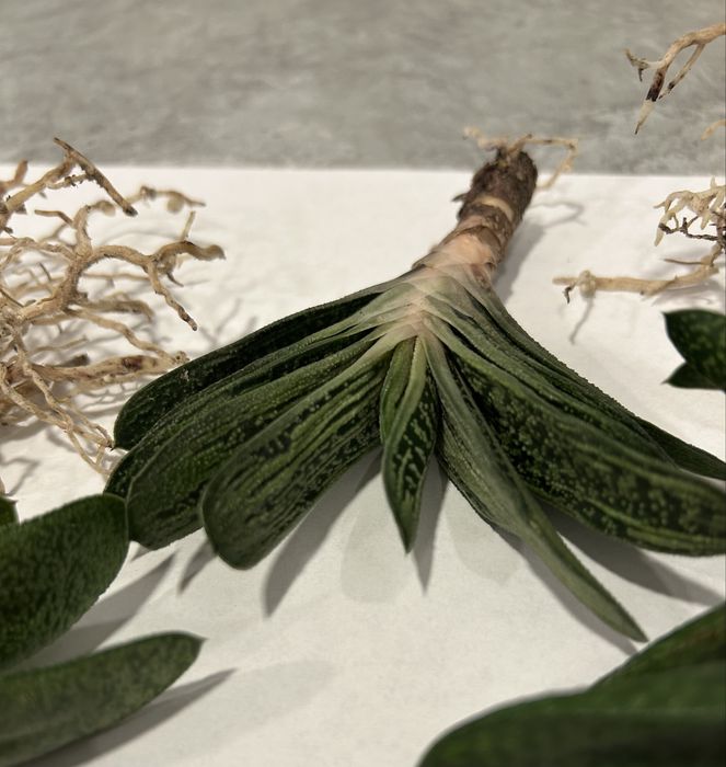 Gasteria - 3 odmiany - sukulent