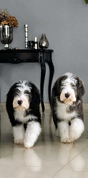 Szczenię rasy Bearded collie FCI