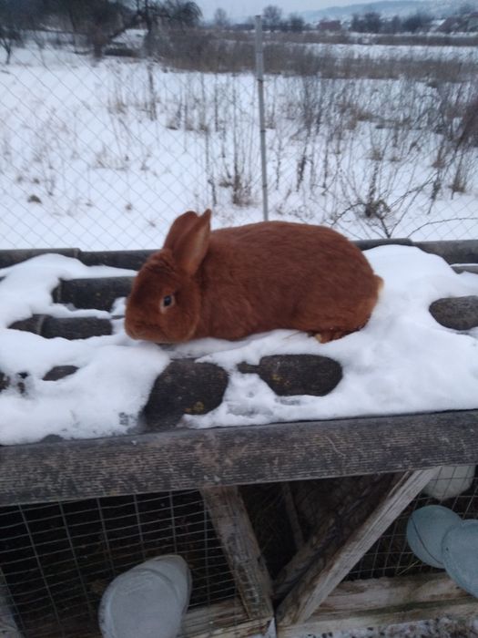 Продам  кролі є самці і самиці