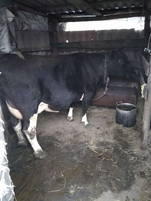 Продаётся породестая корова