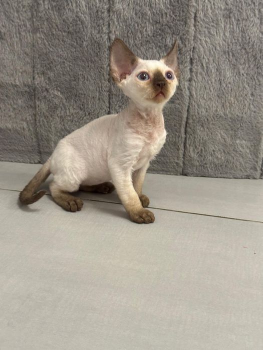 Niebieskooki kocurek Devon Rex  (chocolate point)