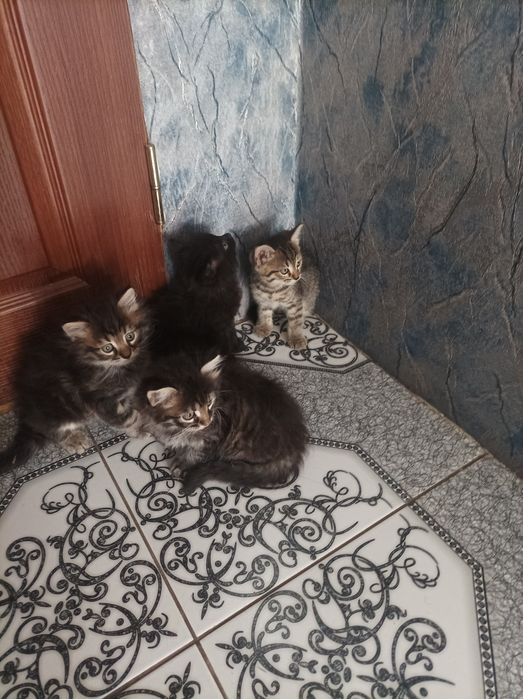 Кошенята 1,5місяці є хлопчики і дівчатка.