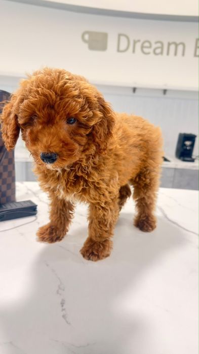Poodle Toy vermelho  macho