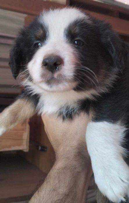 Menino Border collie tricolor