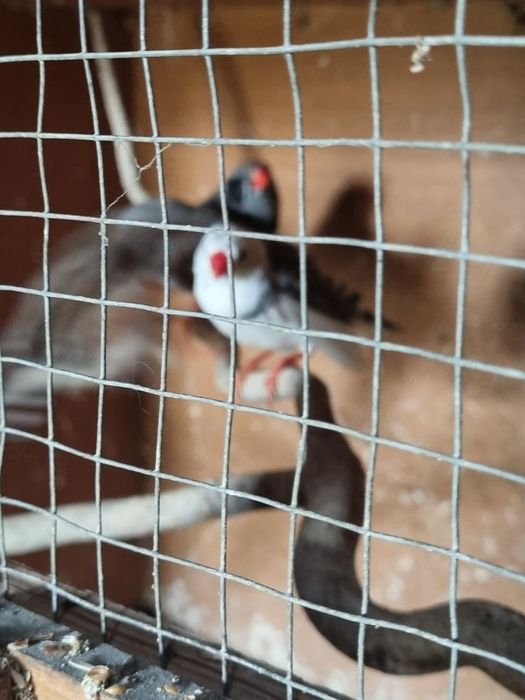 Witam sprzedam zeberki nimfy i falistego samca