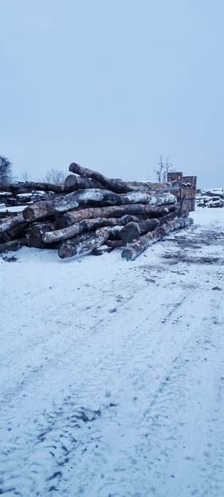 Buk jawor drewno opałowe  nie[ brzoza dąb sosna grab jesion ]
