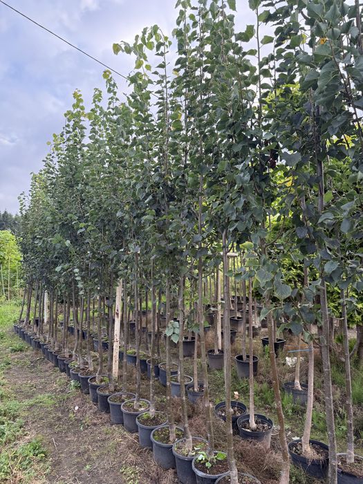 Lipa drobnolistna Greenspire doniczka 10l , 10-12cm wysossc 3,5m