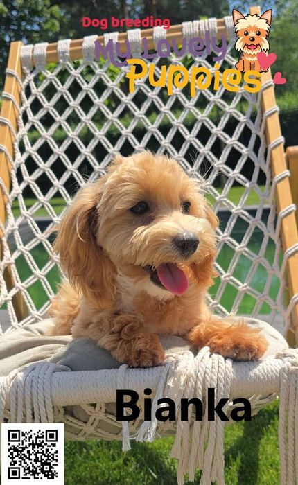 Maltipoo dziewczyna Bianka