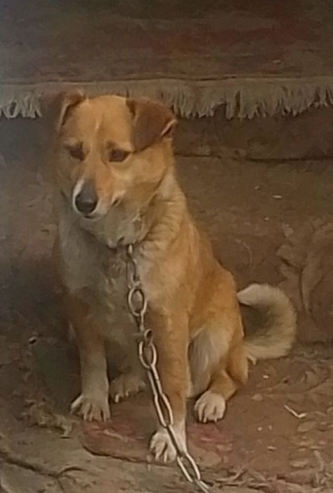 Собачка дівчинка