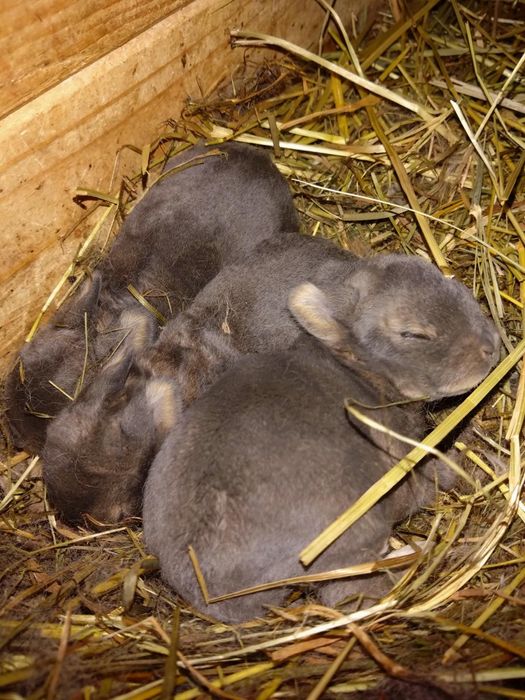 Młode karzełki rex niebiesko-szare