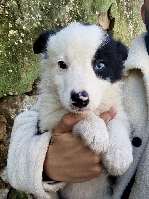 Excelente menio border collie olho azul