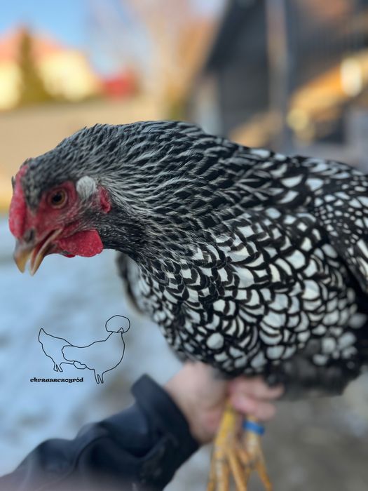 Koguty z wlasnego  lęgu