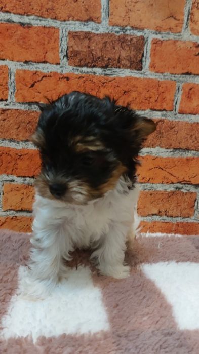 York biewer chłopak