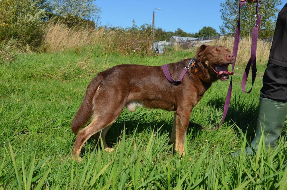 Burbon - słodziak-wiercipięta szuka domu
