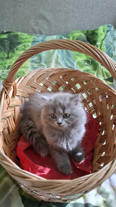 Продаються кошенята