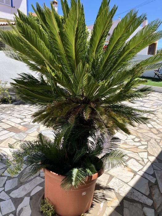 Planta Cica de origem asiatica