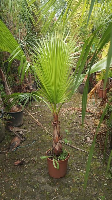 Palmeira washingtonia de 1 a 12 metros