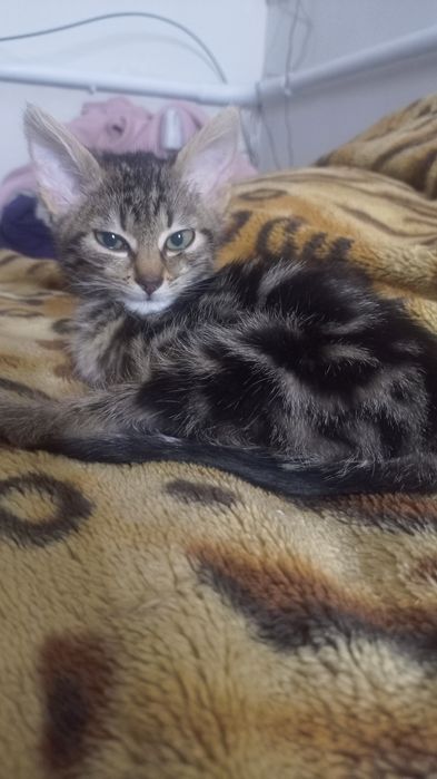 Отдам котят в хорошие руки!