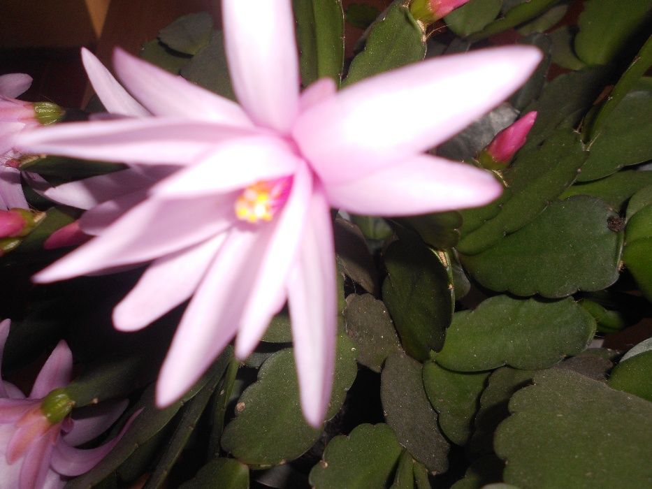 Детки рипсалидопсиса