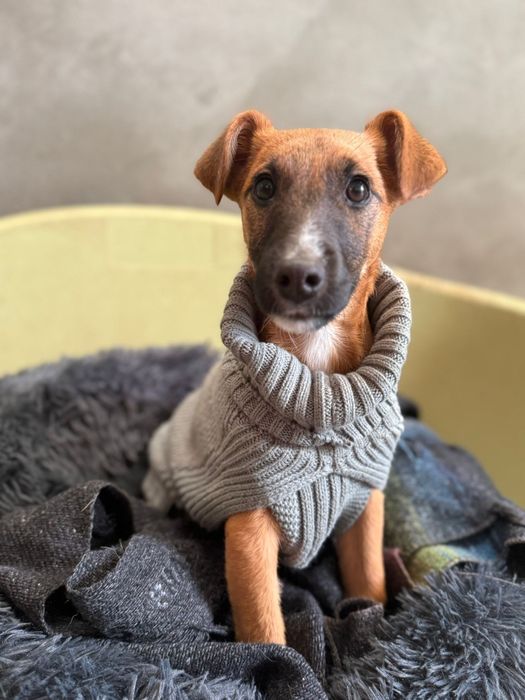 Para adoção, Berenice