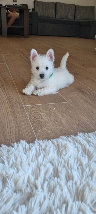 West Highland White Terrier- szczeniak suczka
