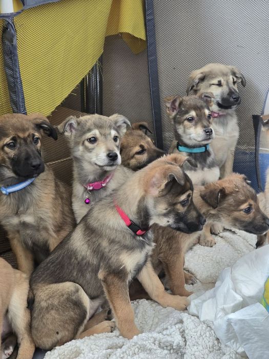 Ручні ніжні цуценята шукають родини