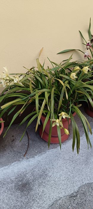 Vários vasos de orquídeas de 40cm de diâmetro