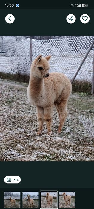 Młoda Samica Alpaki