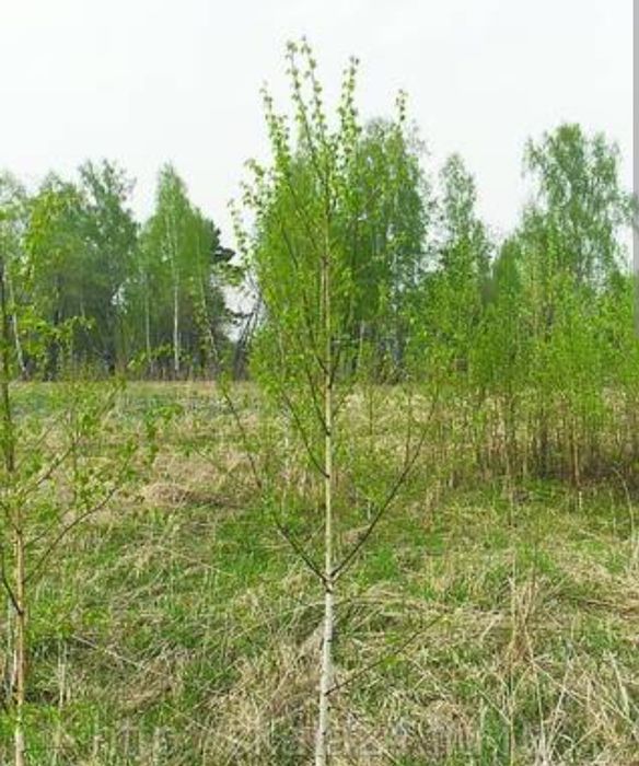 Саженцы березы,сосны.